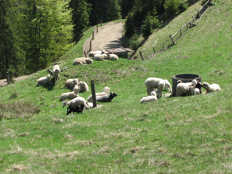 Uratowana czerna owieczka